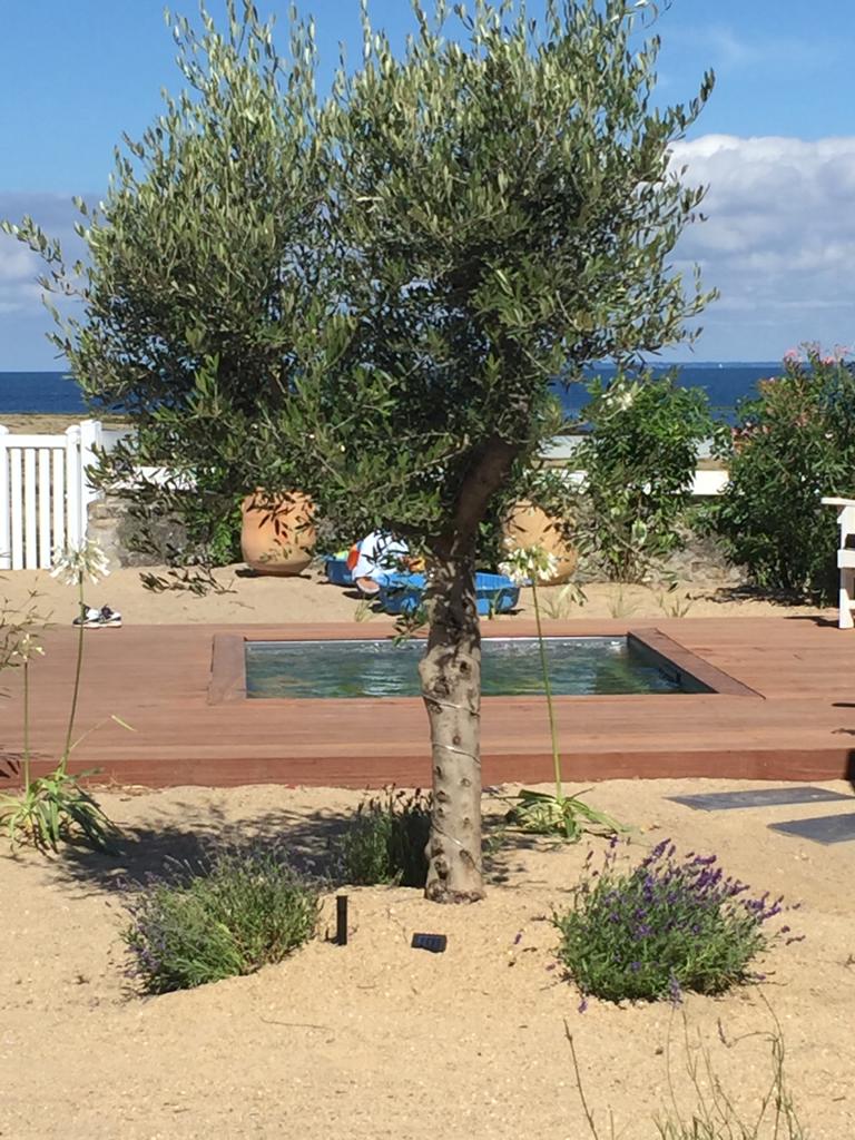 bassin en bord de mer à l'ombre d'un olivier